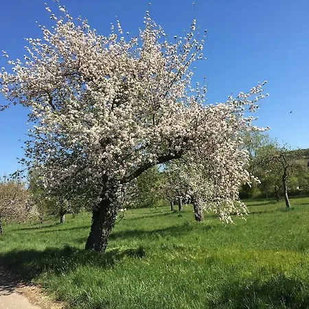 Weinbergsblick Optimale Stadtnaehe شقة أوكسنفورت